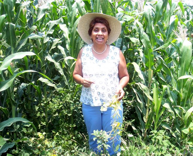 vrouwen, landbouwer, maïs, veld, irrigatiesysteem, gewassen