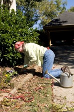  Gardener preparing no-dig garden with rich compost and mulch