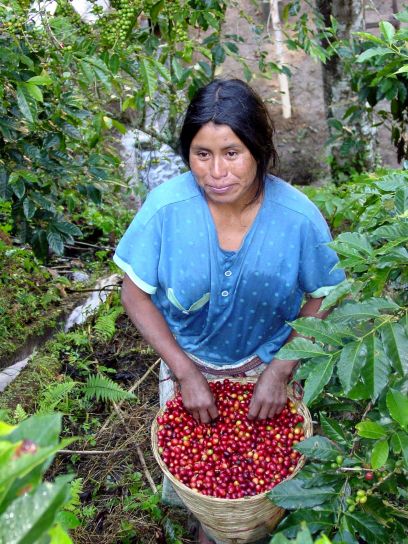 mujer, la cosecha, los granos de café,