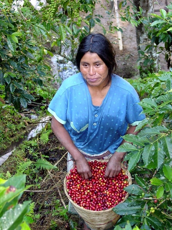 eine Frau, die Ernte, Kaffee, Bohnen
