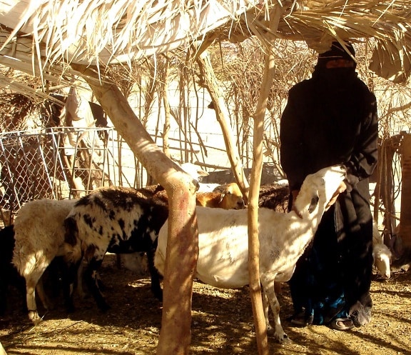 женщина, Йемен, уход, животных, вне, деревня