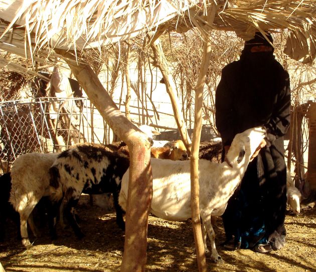 nő, Jemen, ellátás, állatok, ki, falu