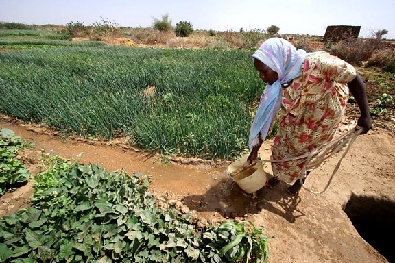 woman, irrigates, crops, Kabkabiya, camp, Darfur