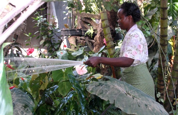 mulher, irrigar, berçário, irrigação, bomba, Tanzânia