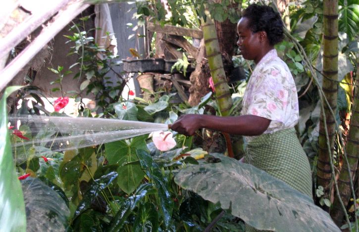 kvinna, bevattning, plantskola, bevattning, pump, Tanzania