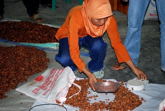 vrouw, scoops, cacao, bonen, gewogen, graded, kwaliteit, cacao, handel, station