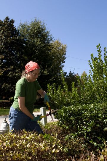 người phụ nữ, làm việc, cắt cỏ, cây bụi, khu vườn