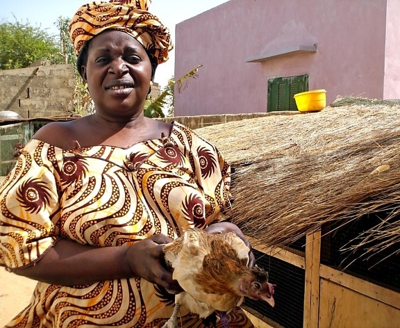 kvinna, kyckling, utbildning, vaccinering, planerar, Senegal