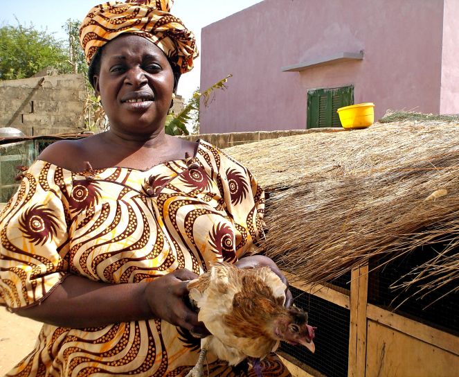 γυναίκα, κοτόπουλο, εκπαίδευση, εμβολιασμού, σχέδιο, Σενεγάλη