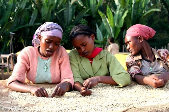 vrouwen, koffie, boeren, Ethiopië, sorteren, koffie, bonen, hogere, kwaliteit, specialiteit