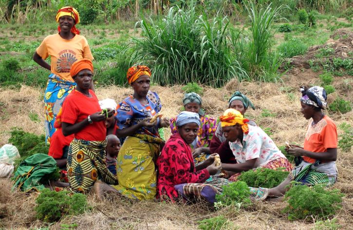 women, harvesting, geranium, plants, hope, distill, oil, sell, international