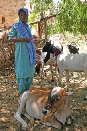 donne, residente, Ramzan, Pathan, villaggio, due, capre, vacche