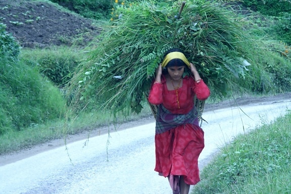 young woman, carrying, collection, greenery, Nepal