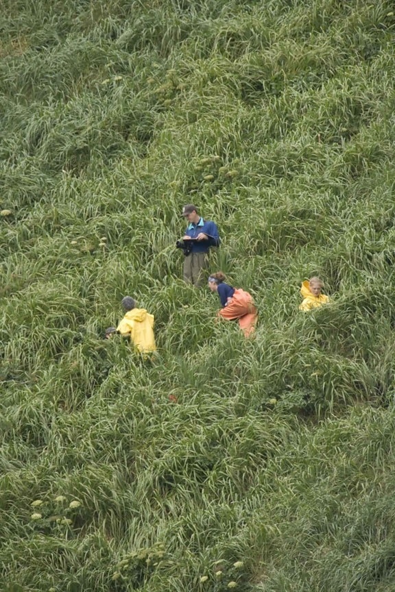 four, people, tall, grass, steep, slope