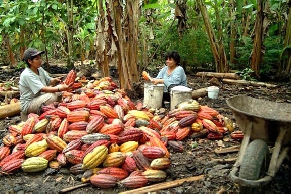Peru, landmænd, Cocalero, vegetabilsk, arbejde