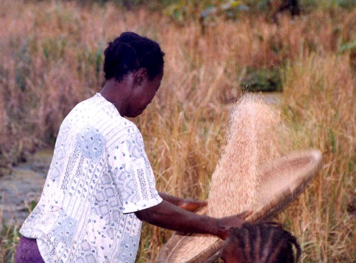 picture, worker, sifting, rice, grains, husks, Sierra Leone, Africa