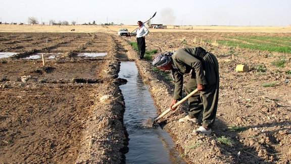 kurdiske, landmænd, arbejde, jord