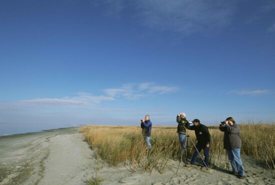 group, four, men, birdwatch, sandy, shore