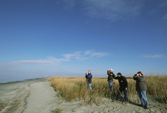 grupo, quatro homens, birdwatch, areia, praia