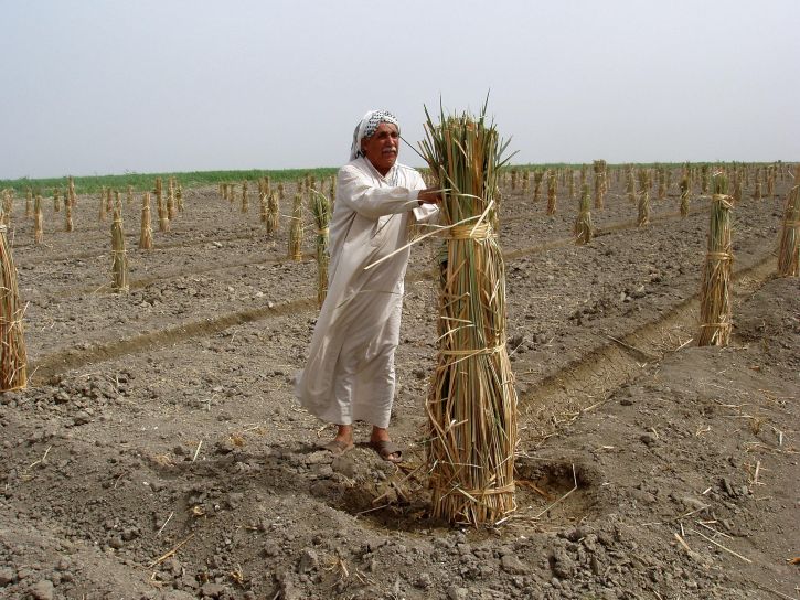 pertanian, dukungan, Irak, petani, memanfaatkan, dibangun, tumbuh, tanggal, palms, tunas