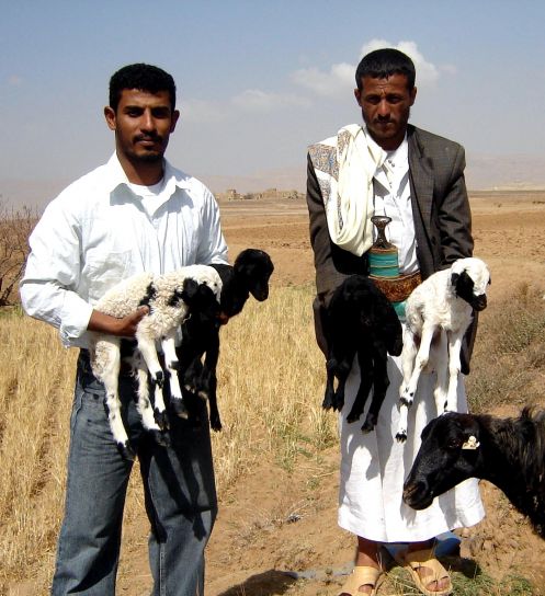 เกษตร โปรแกรม เยเมน sheeps เกษตรกร