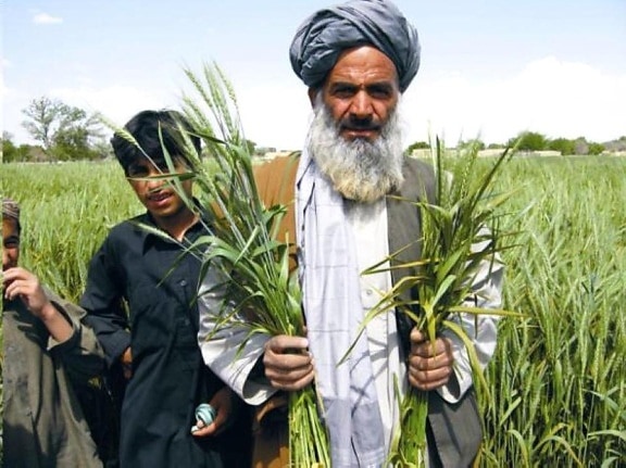 Белуджистан, фермеры, сельское хозяйство, поля, Пакистан