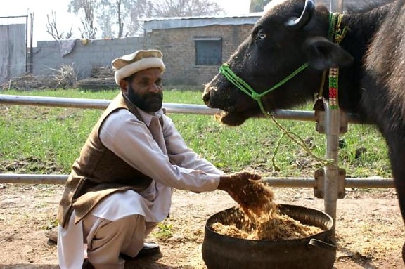 bétail, agriculteur, vache, Pakistan