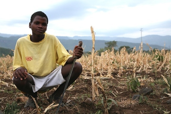 dried, field, maize, Arba, Minch, Ethiopia