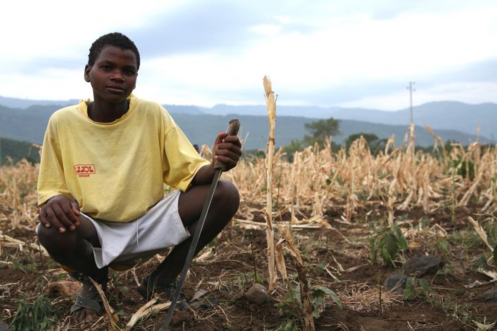 сушеные, поле кукурузы, Арба, Minch, Эфиопия