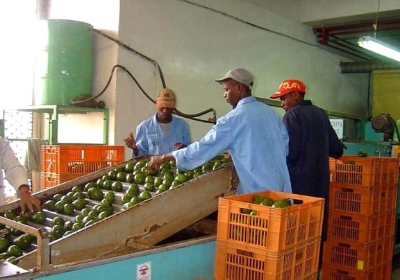 ตะวันออก แอฟริกา เกษตรกร เริ่ม นวัตกรรม โปรแกรม ซื้อ เกรด avocadoes