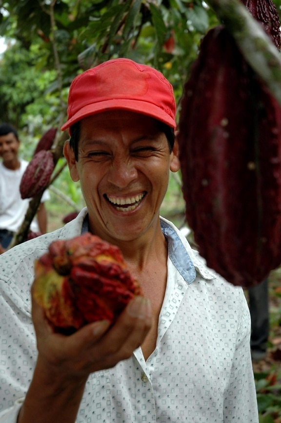 farmer, admires, size, cacao, bean, Ecuador