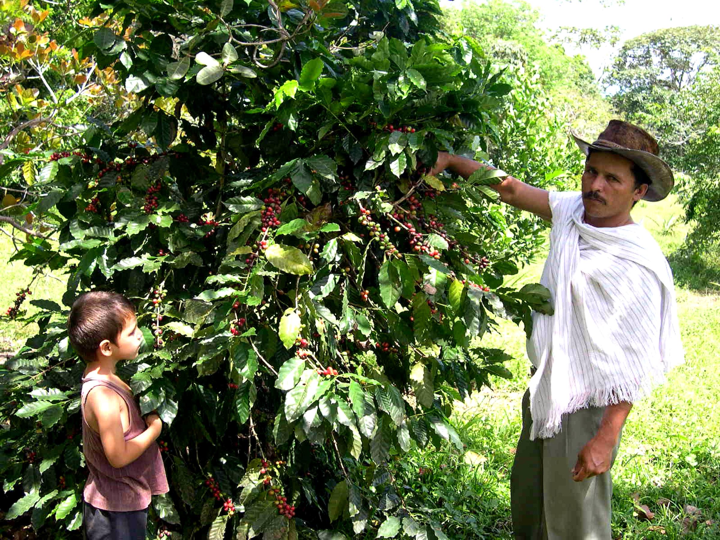 Free picture: farmer, son, inspect, coffee, shrub, planted, fields ...