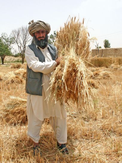 granjero, Mahool, Baloch, pueblo, Loralai, distrito, frunces, parte, abundante, la cosecha