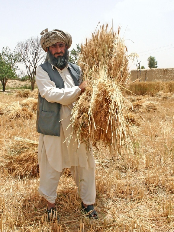 farmer, Mahool, Baloch, village, Loralai, district, gathers, part, abundant, harvest