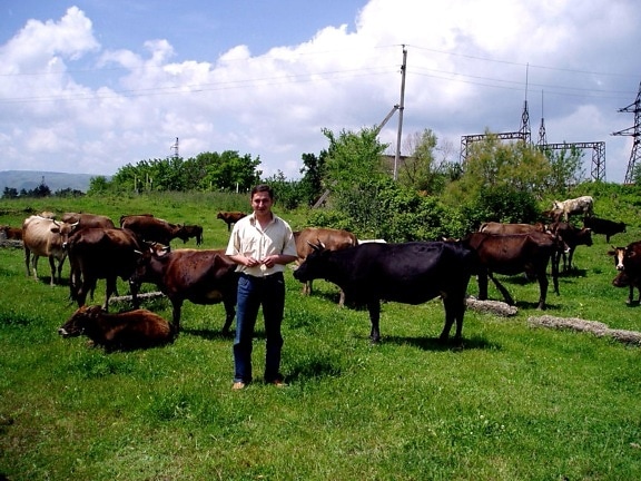 landmand, stolt, viser, kvæg, privatiserede, farm, Gardabani, Tbilisi, Georgien
