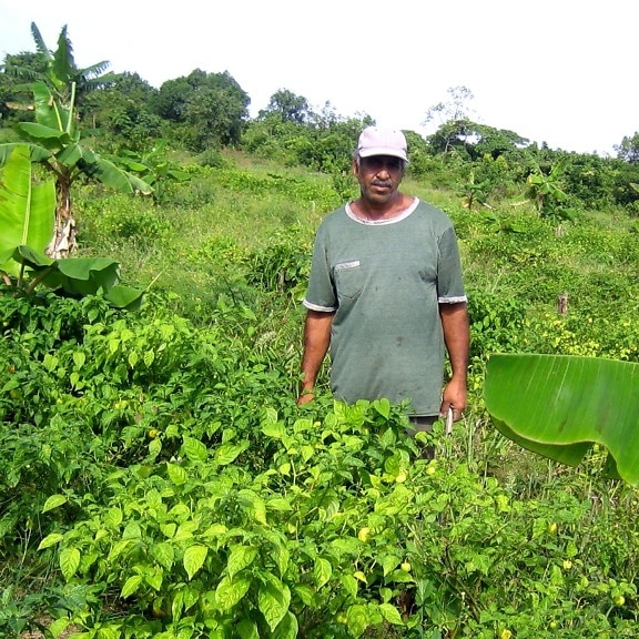 farmer, walks, bull, nose, pepper, plants, Tuschen, Guyana