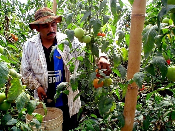 farmer, works, tomato, harvest, greenhouse, Jayaque, Libertad, southwestern, San Salvador