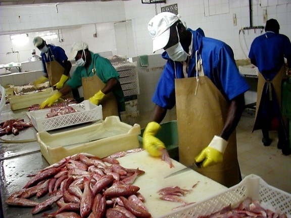vis, exporteur, Senegal, instellen, verwerken, surge, nieuw