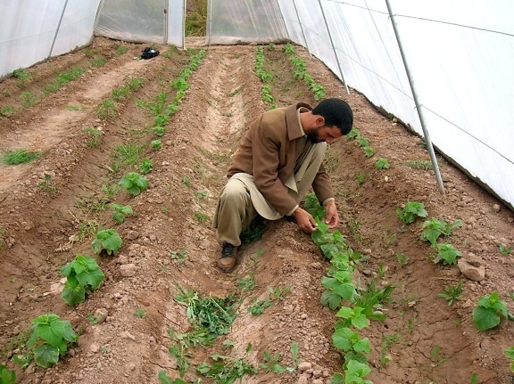 serre, Afghanistanistan, contadino, la produzione, frutta, verdura