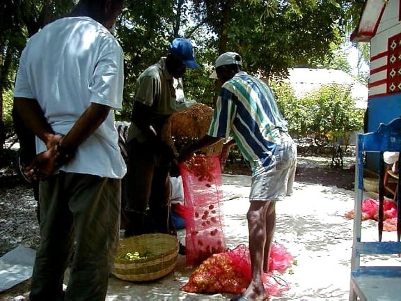 Haiti, gli agricoltori, pacchetto, peperoni, vendere, locali, mercato