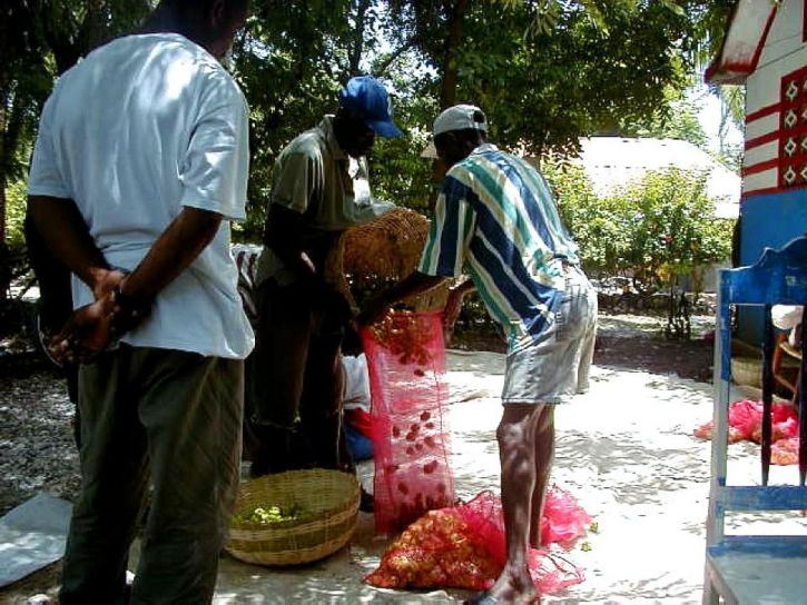Хаити фермерите, пакет, чушки, продажба, местно, пазар