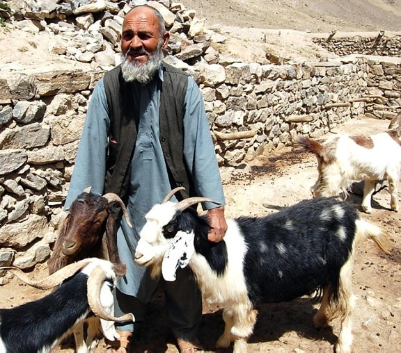 mandriano, Badakhshan, nel nord dell'Afghanistan, capre