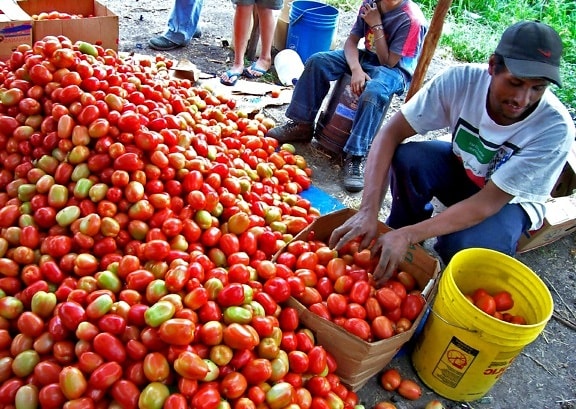 Honduras, landbruket, diversifisering, hjelpe, økonomiske vekst