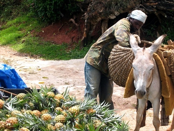 farmer, Jamaica, donkey, pineapple, crops