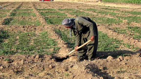 kurdo, granjero, excavación, tierra, granja