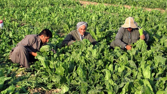 kurdiska, jordbrukare, grödor
