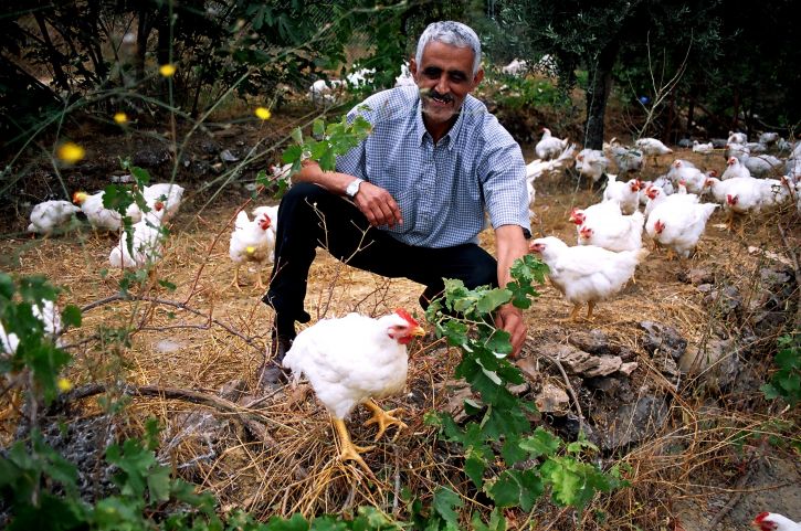 Ливан, фермер, цыплят