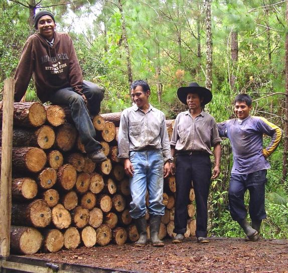 woodcutters, 남자, 숲, 작업
