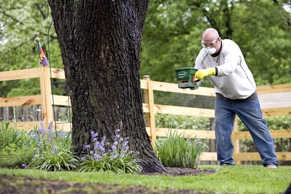 man, applying, fertilizer, garden