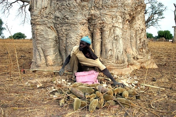 man, collects, fruit, baobab, tree, nutritious, natural, product, increasing, global, market